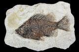 Fossil Fish (Cockerellites) - Green River Formation #107887-1